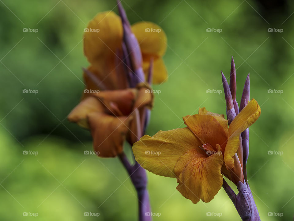 Beautiful blooming Canna