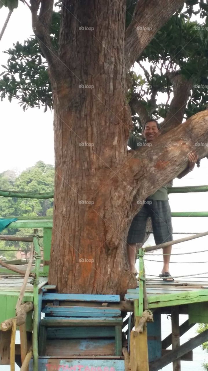big tree 🌳