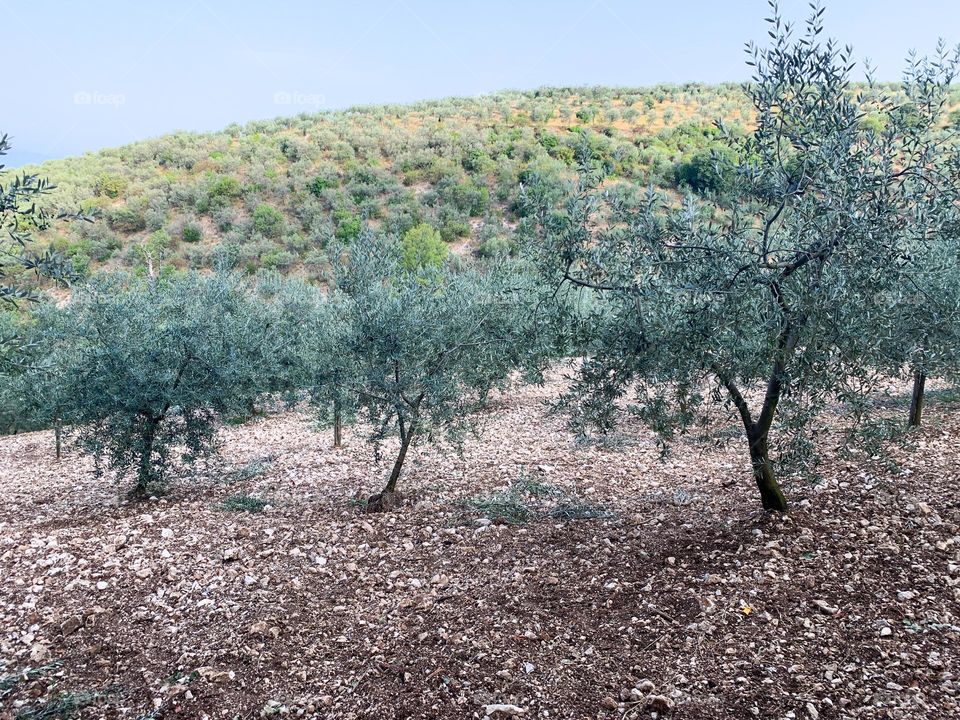 landscape of the Umbrian countryside near Spoleto