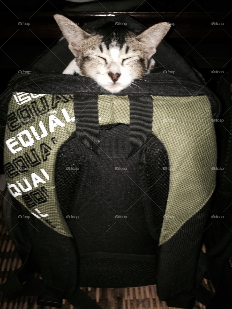 Cat Bag. I can sleep anywhere i want..