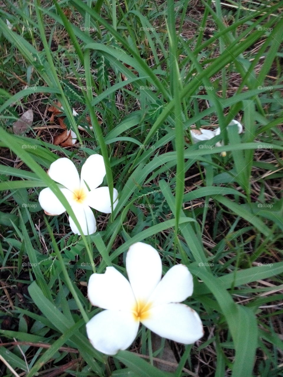 Plumeria and Grass. White flower and Green grass.