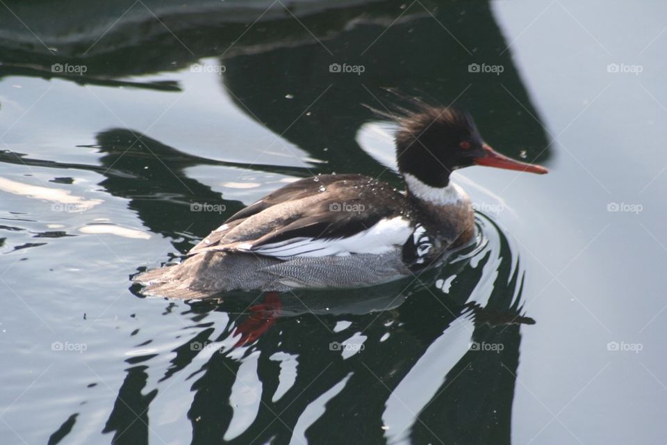 Red-breasted merganser