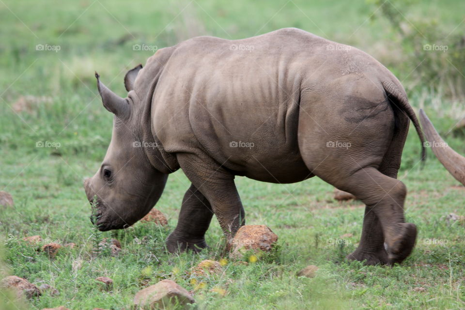 Stop killing our rhinos