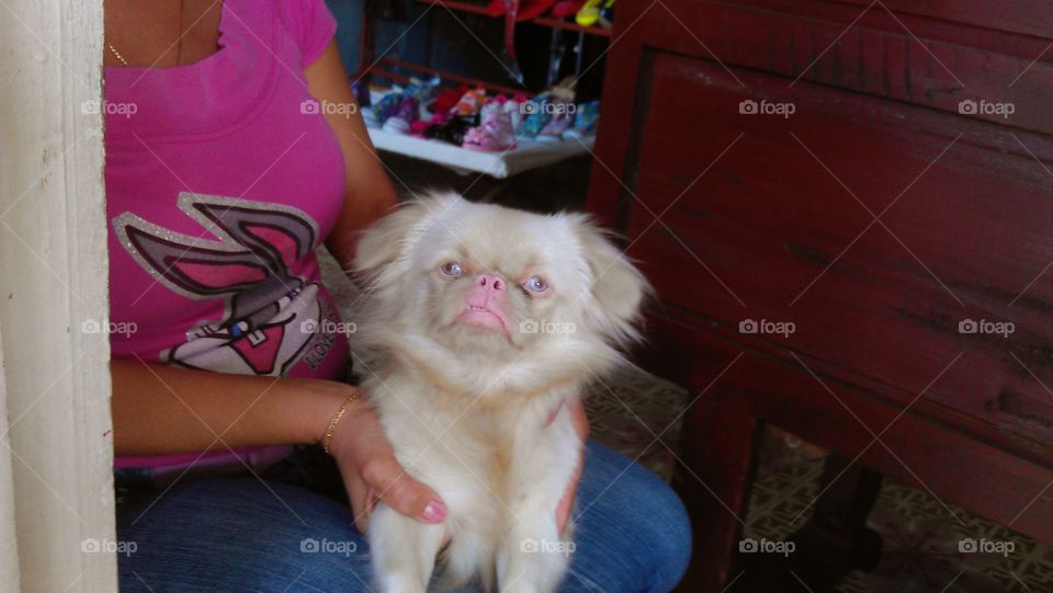 perro de raza en manos de mujer viajando en autobús