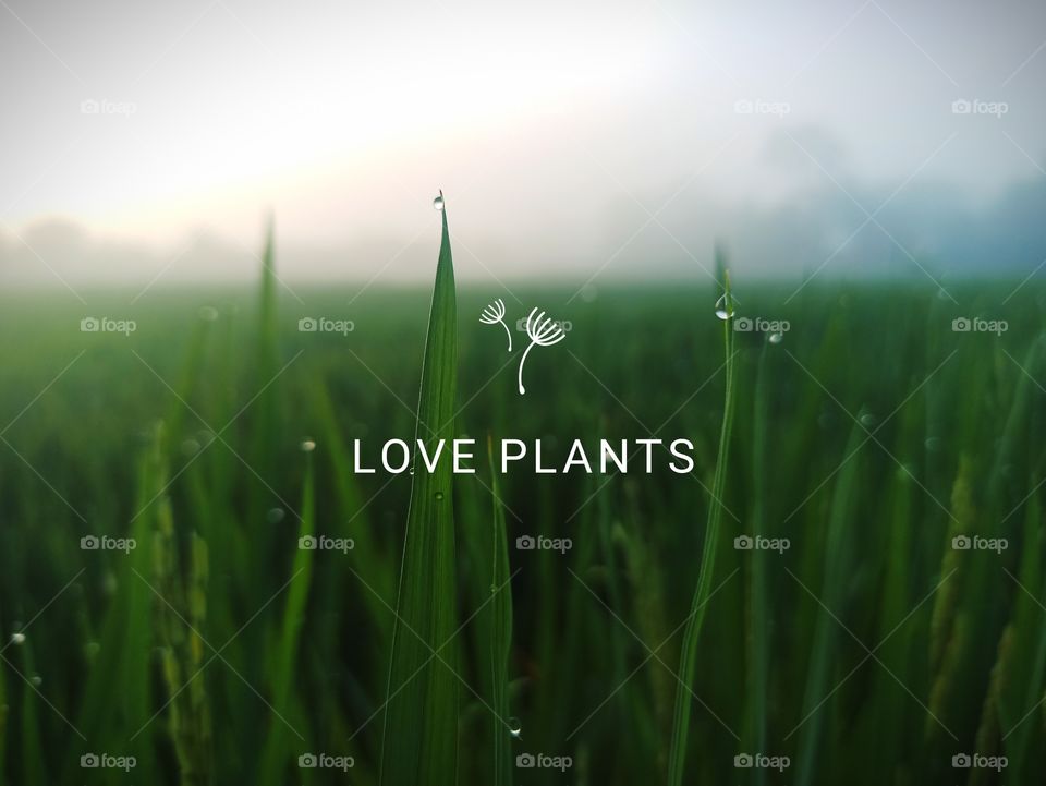 Love Plants