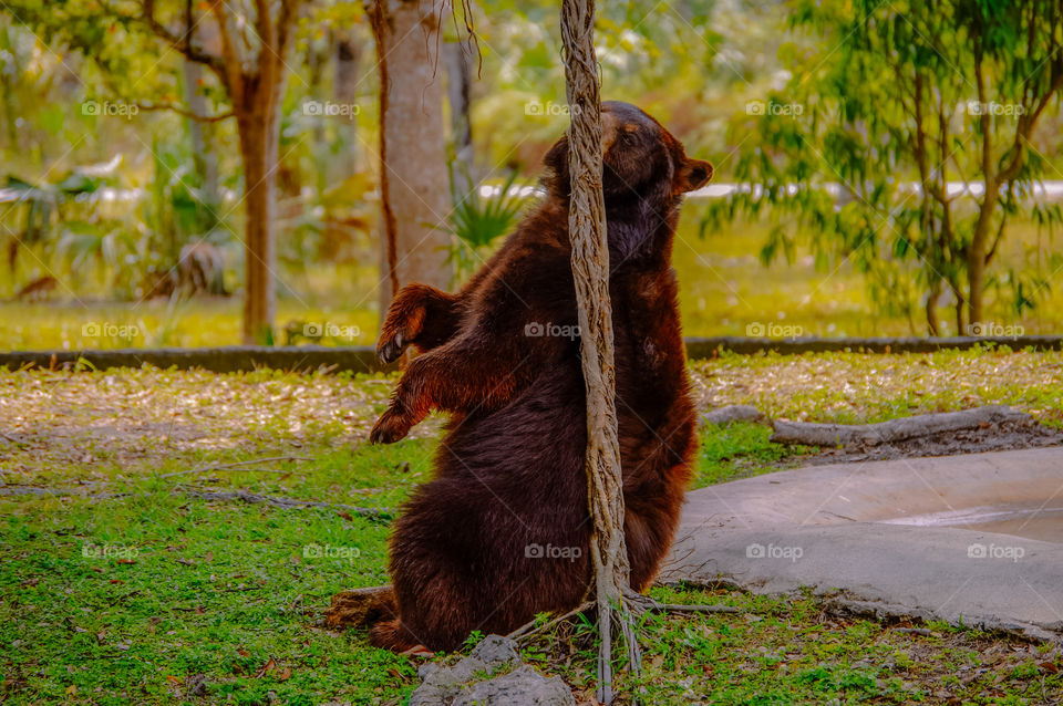 Brown bear scratching behind a log