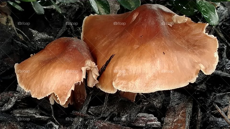 Mushroom