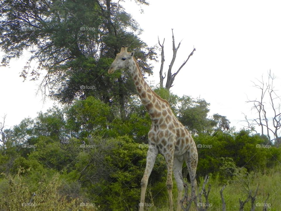 Giraffe, Nature, Wildlife, Mammal, Safari