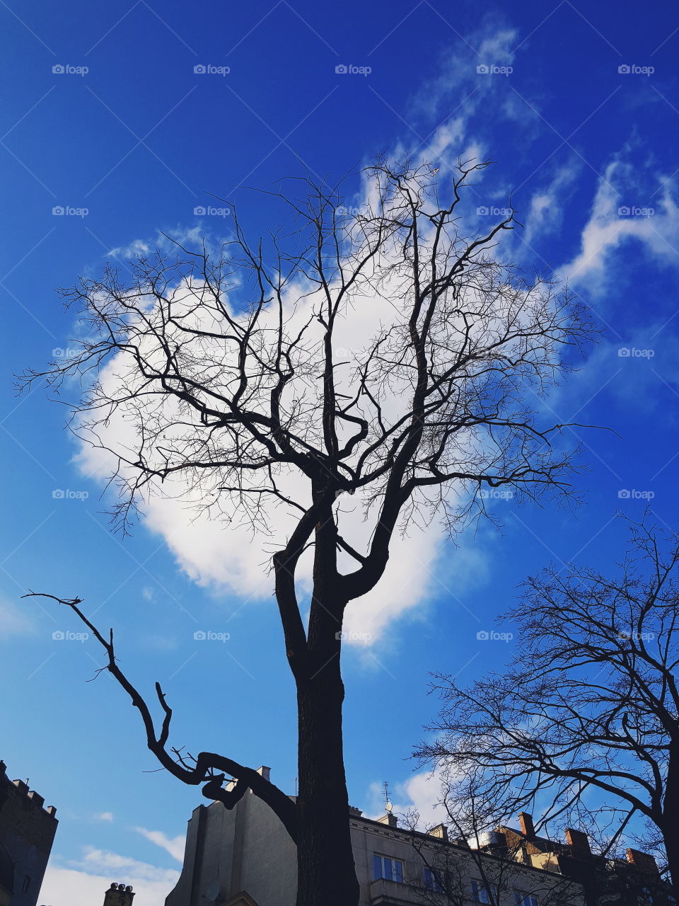 Clouds against a bare tree making it look like a white heart.