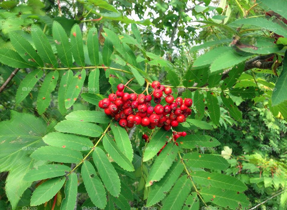 Rowan berries