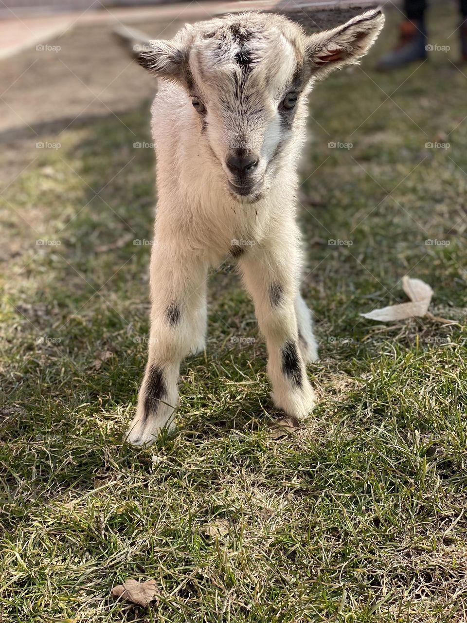 white goat on green grass