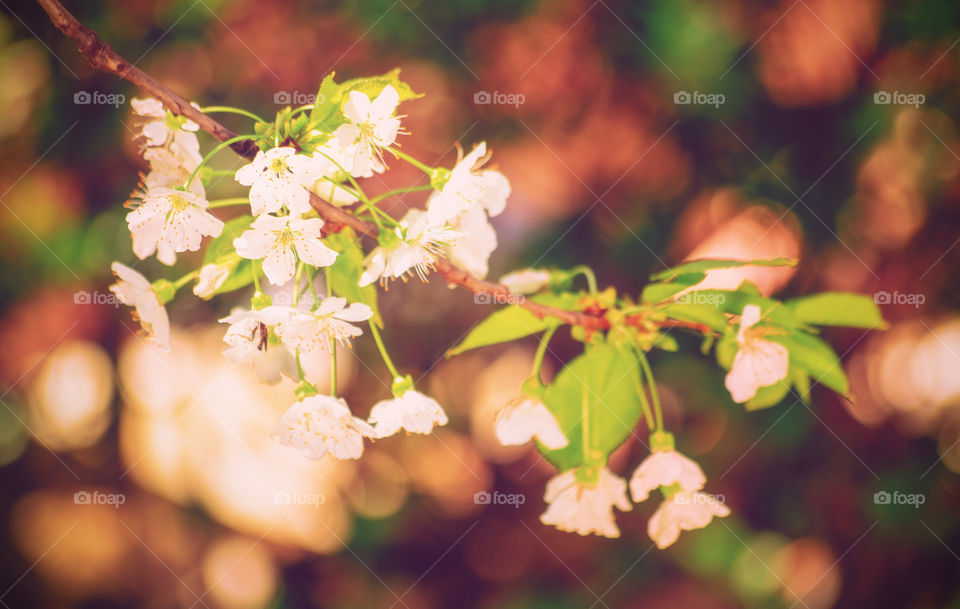 Close up of a blooming wild cherry (Prunus avium) tree with little white petals. Magical bokeh close up of a blooming sweet cherry tree in spring.