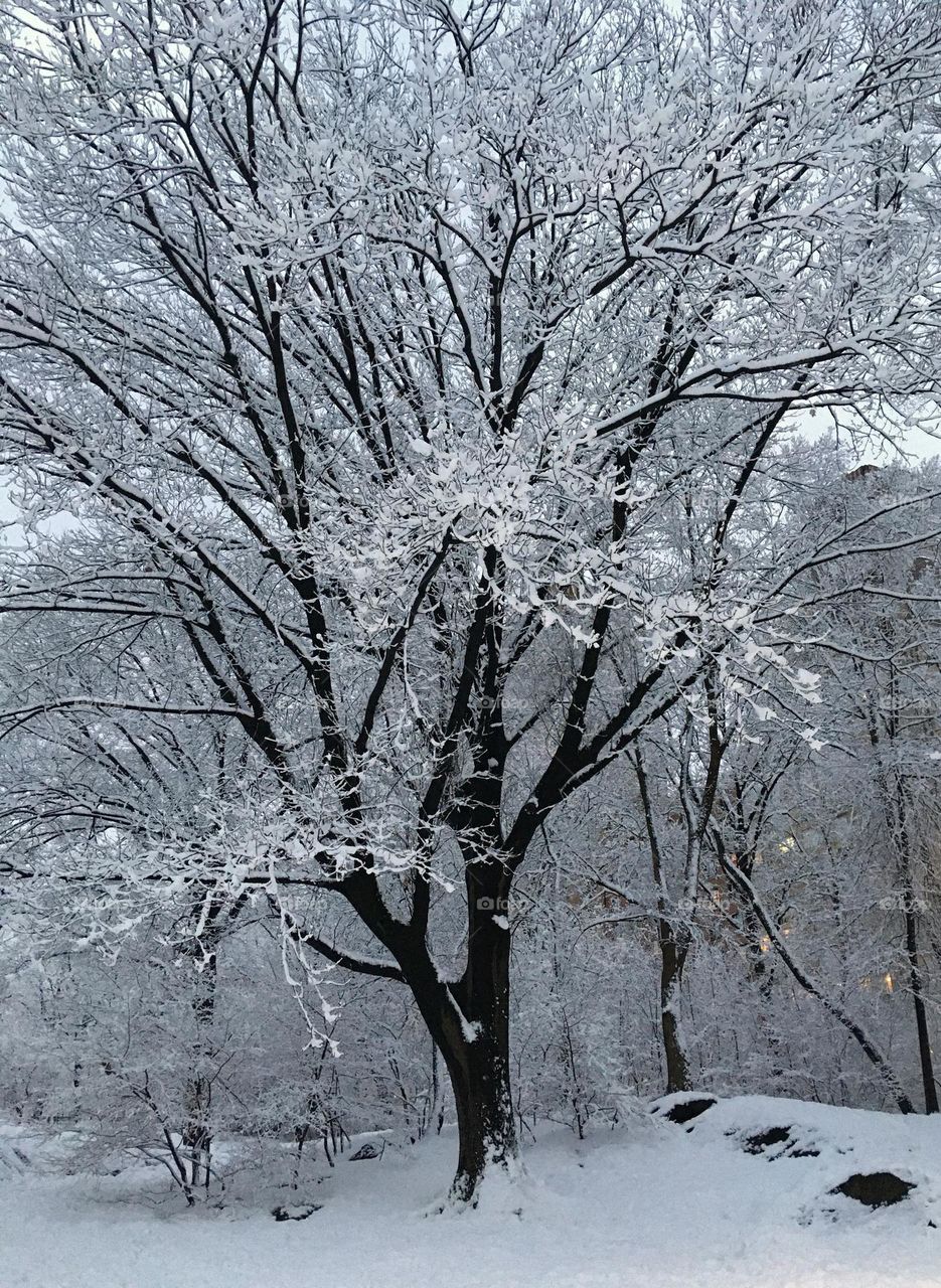 Trees filled with snow.