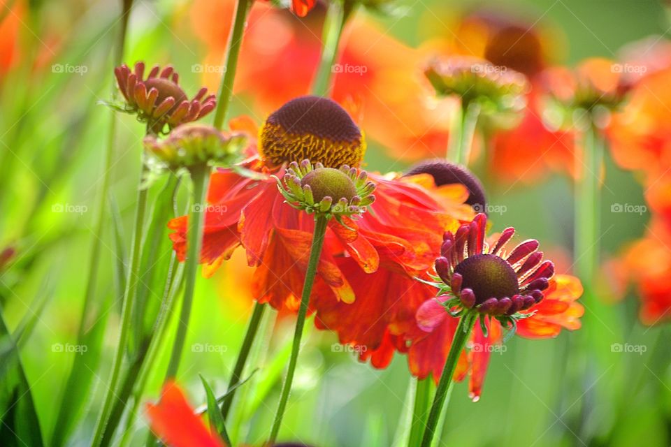 Summerflowers. Red orange flowers