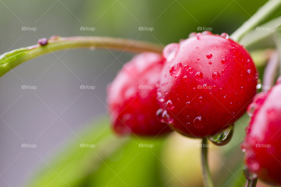 Cherries hanging on a cherry tree branch. Juicy red cherries on cherry tree