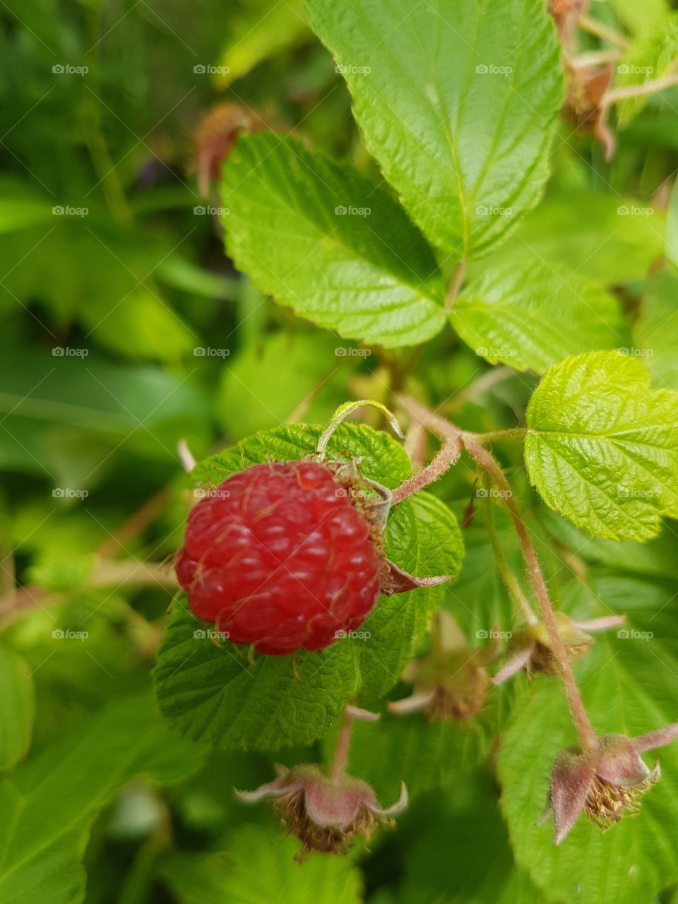 Fresh wild raspberry