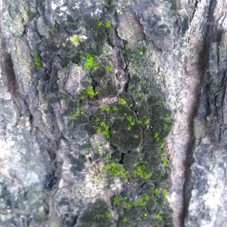 Moss on tree bark