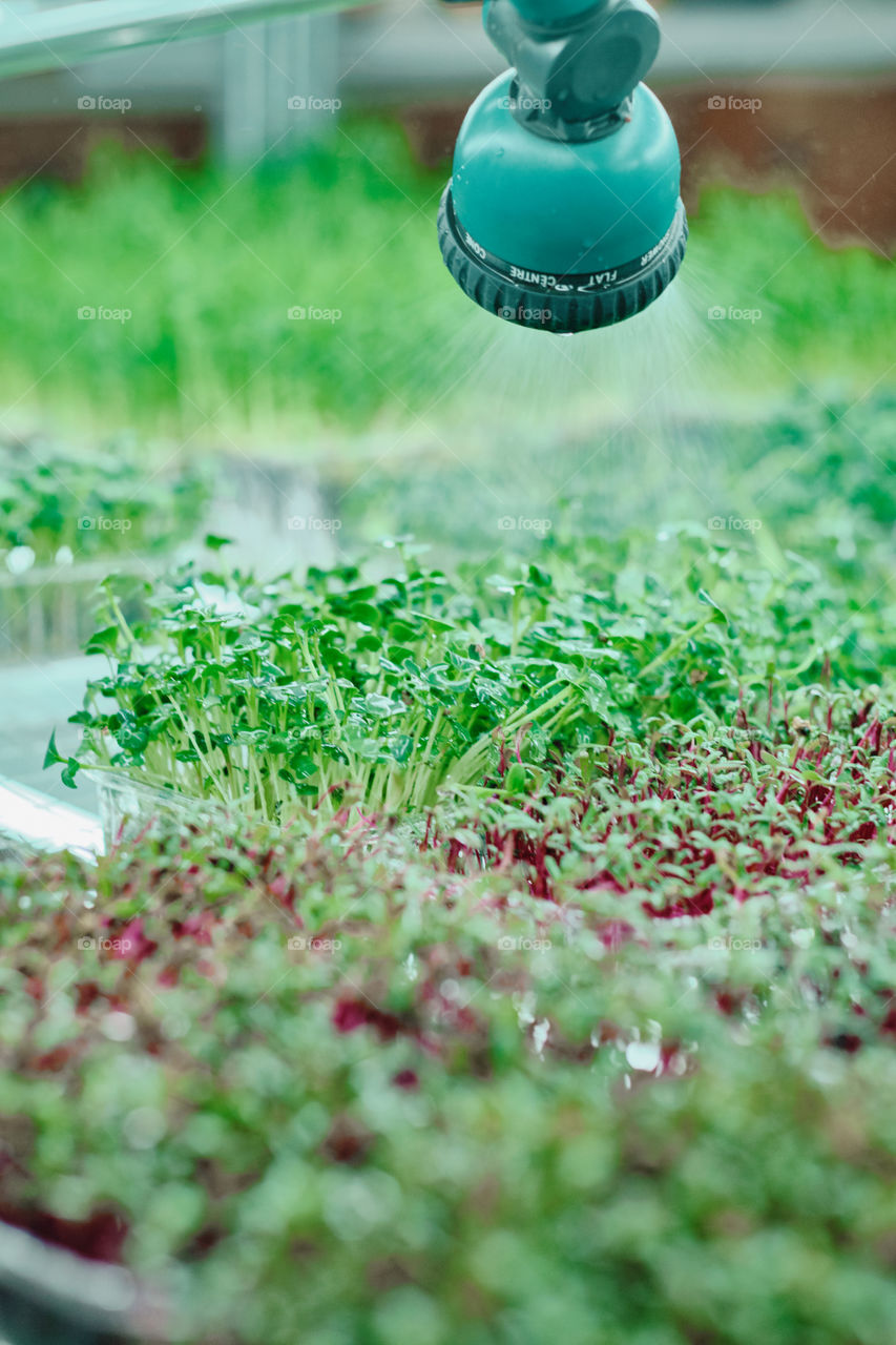 Watering microgreen 