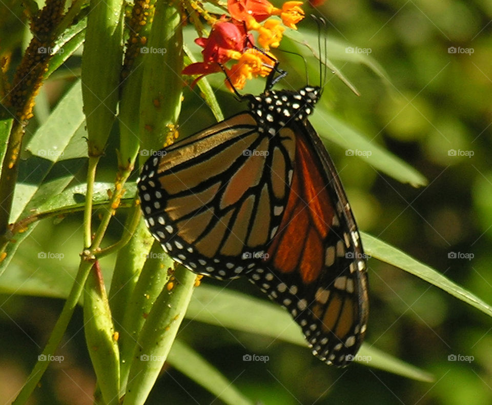 Monarch butterfly 