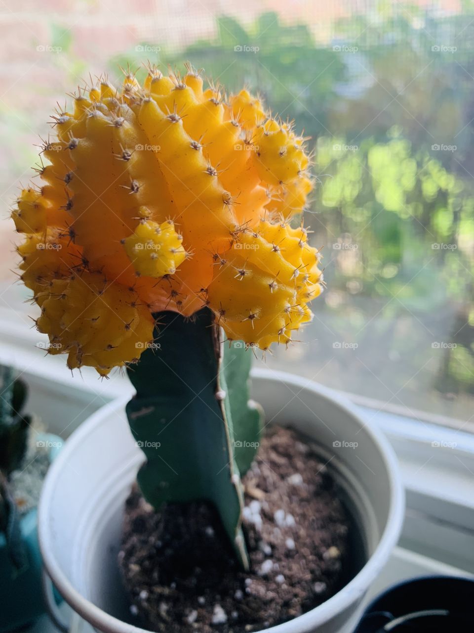 Cute little cactus 