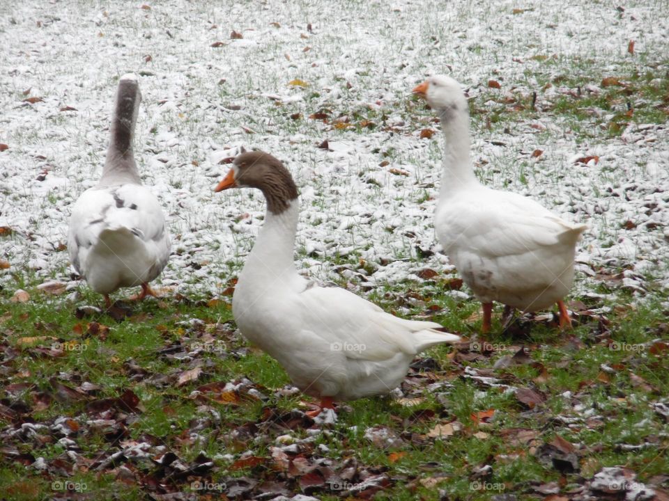 parc de Mariemont , la Louvière