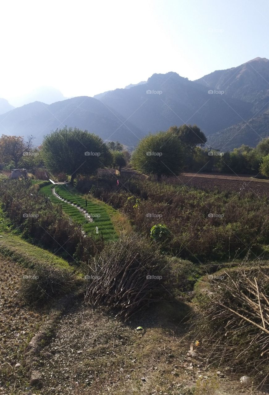 green fields in autum time