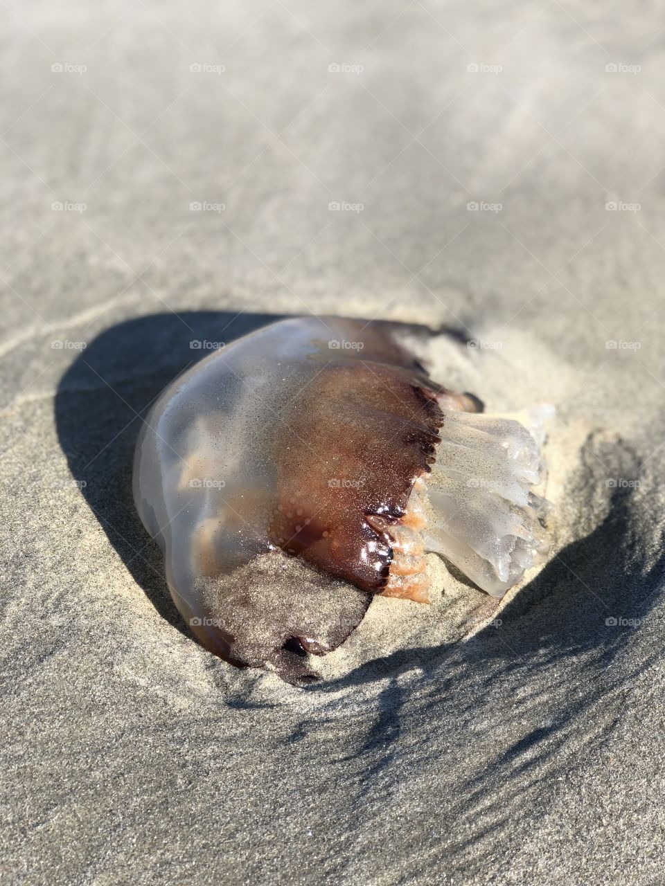 Jellyfish washed up on Kiawah Island, SC
