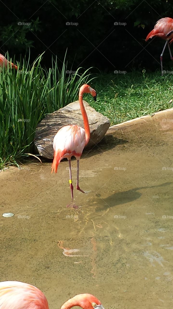 Carribean Flamingo. Another zoo photo featuring a carribean Flamingo