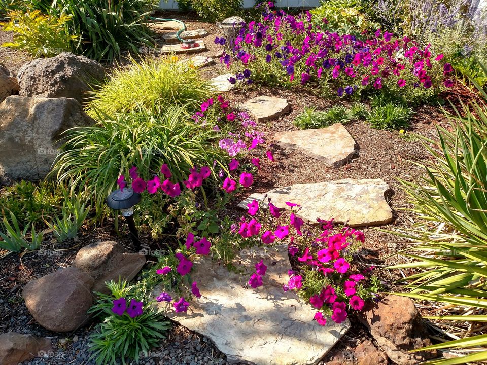 Garden Walkway With Stones And Flowering Petunias