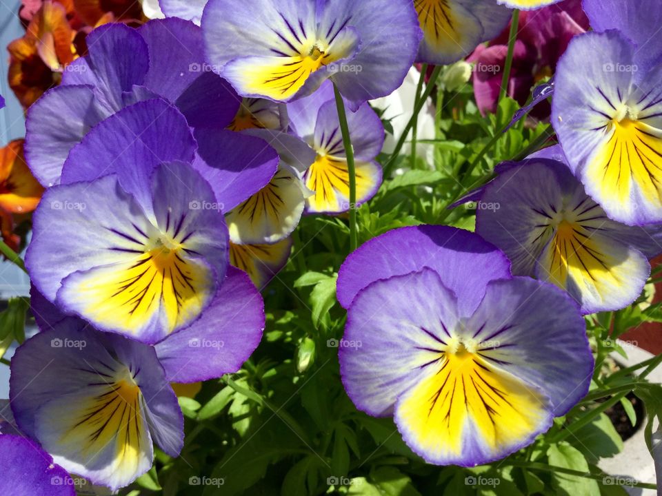 Pansy 

