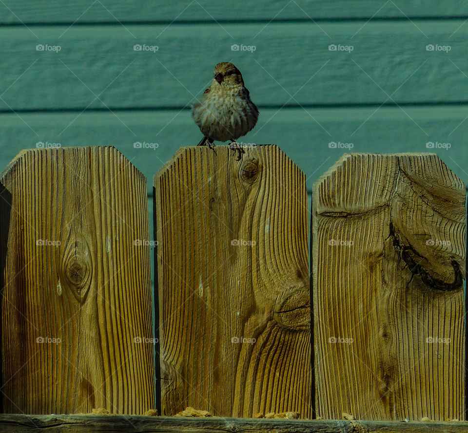 Wild bird sitting on the fence