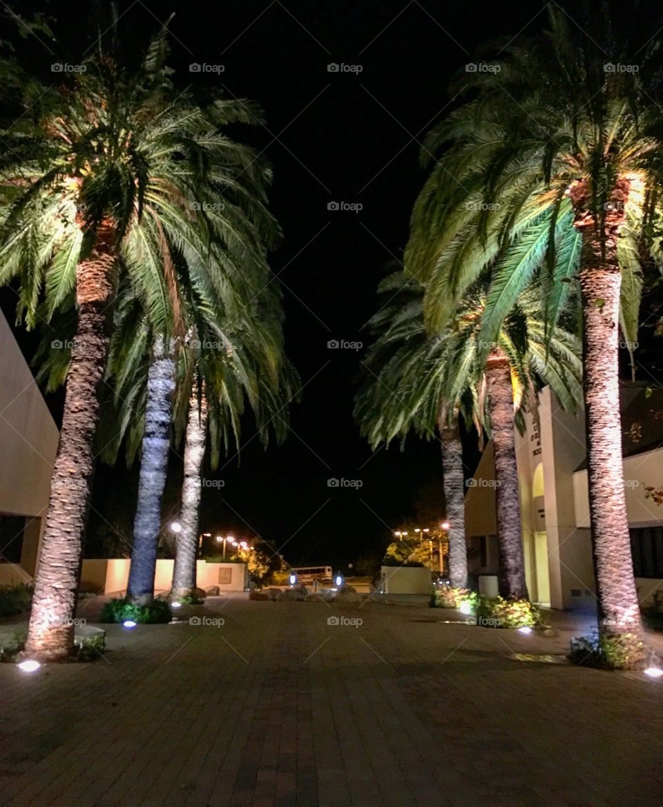 Malibu palm trees