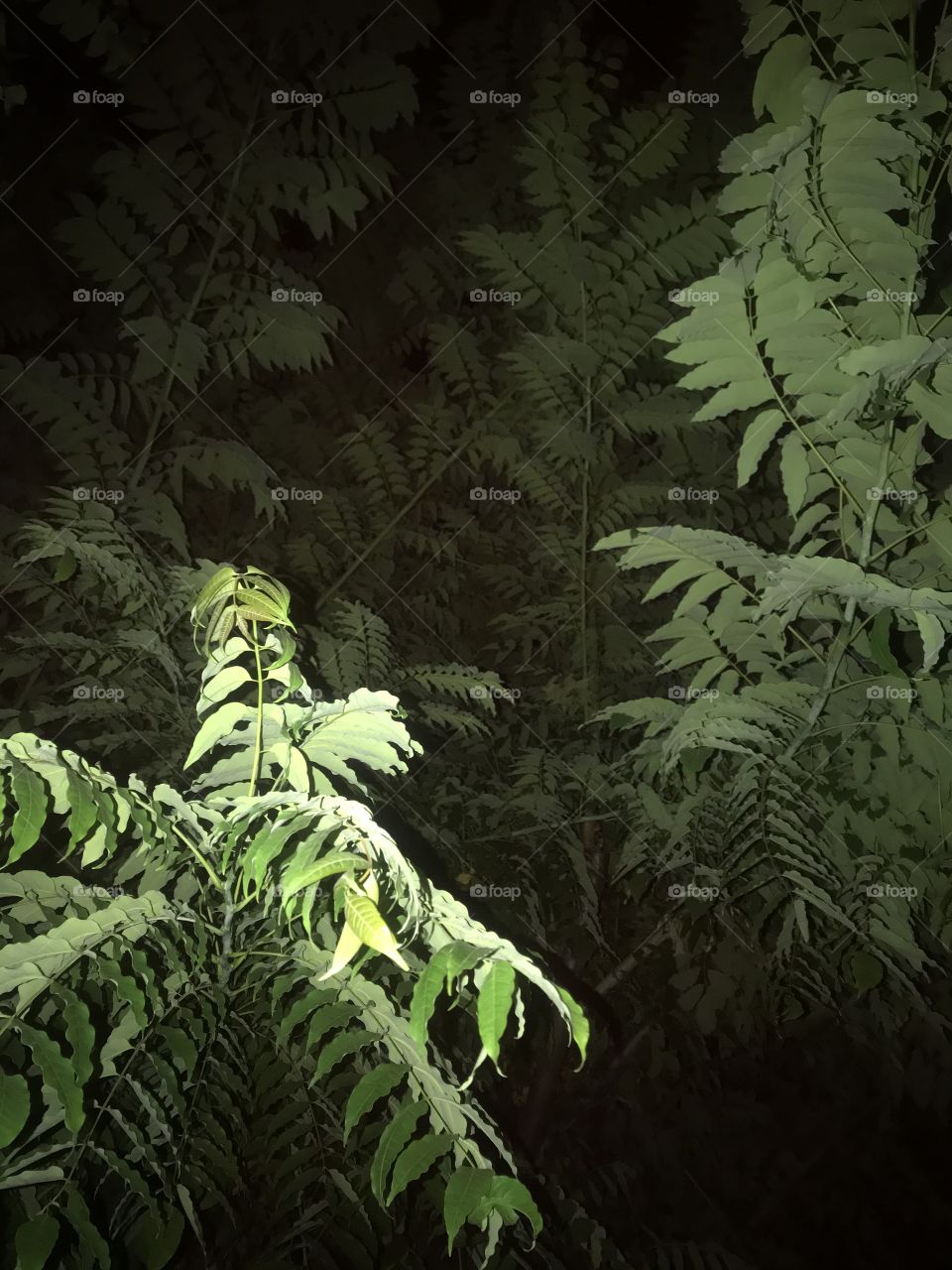 Лазаревское 