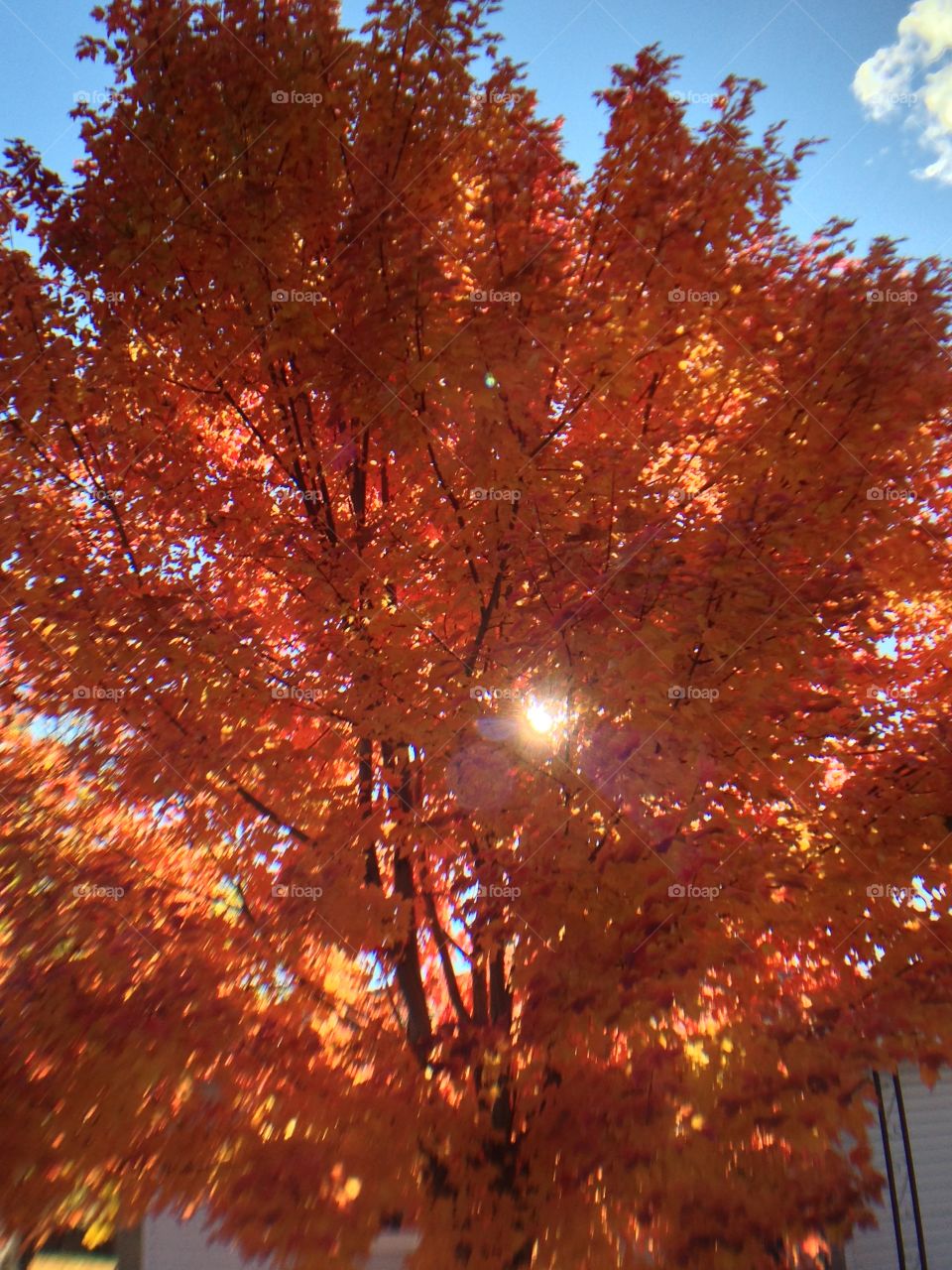 Sun peeking through leaves