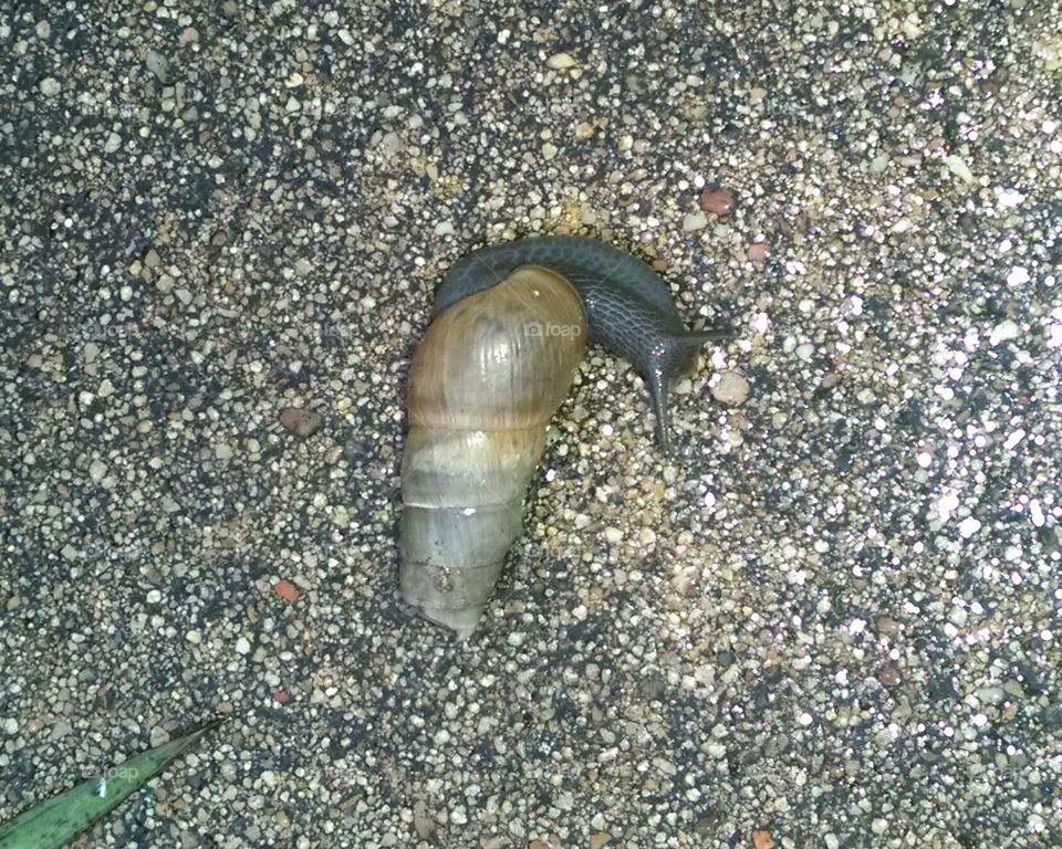 snail after the rain