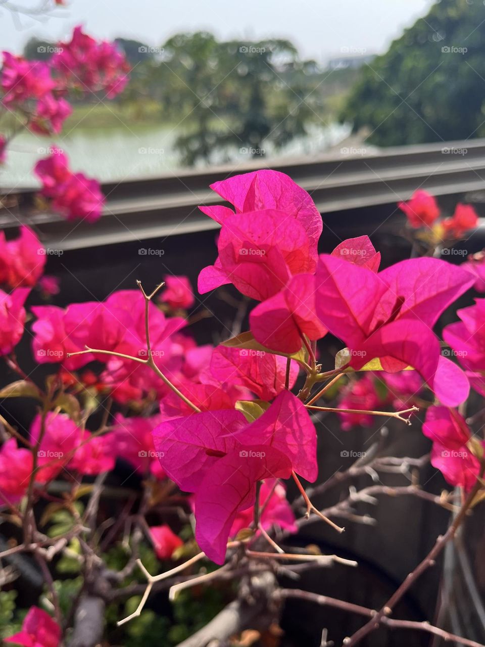 Spring leaves quietly