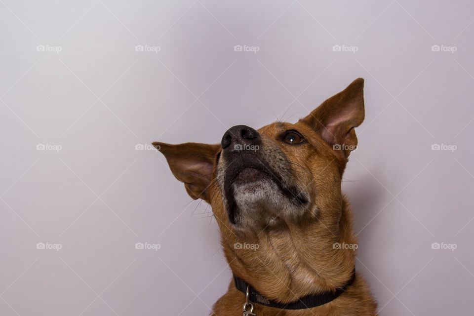 Dog, Mammal, Canine, Pet, Portrait