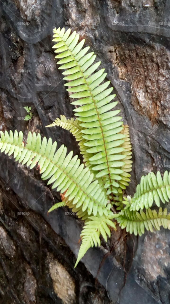 Fern