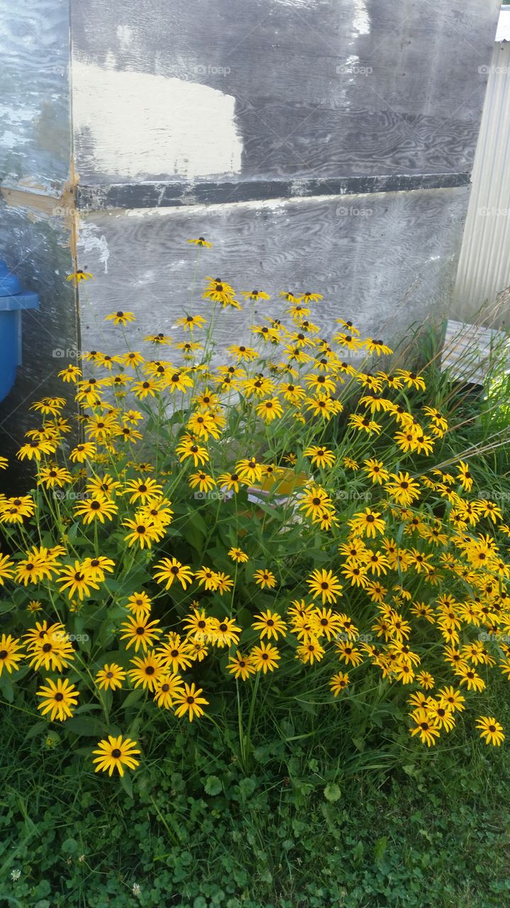 Black Eyed Susans