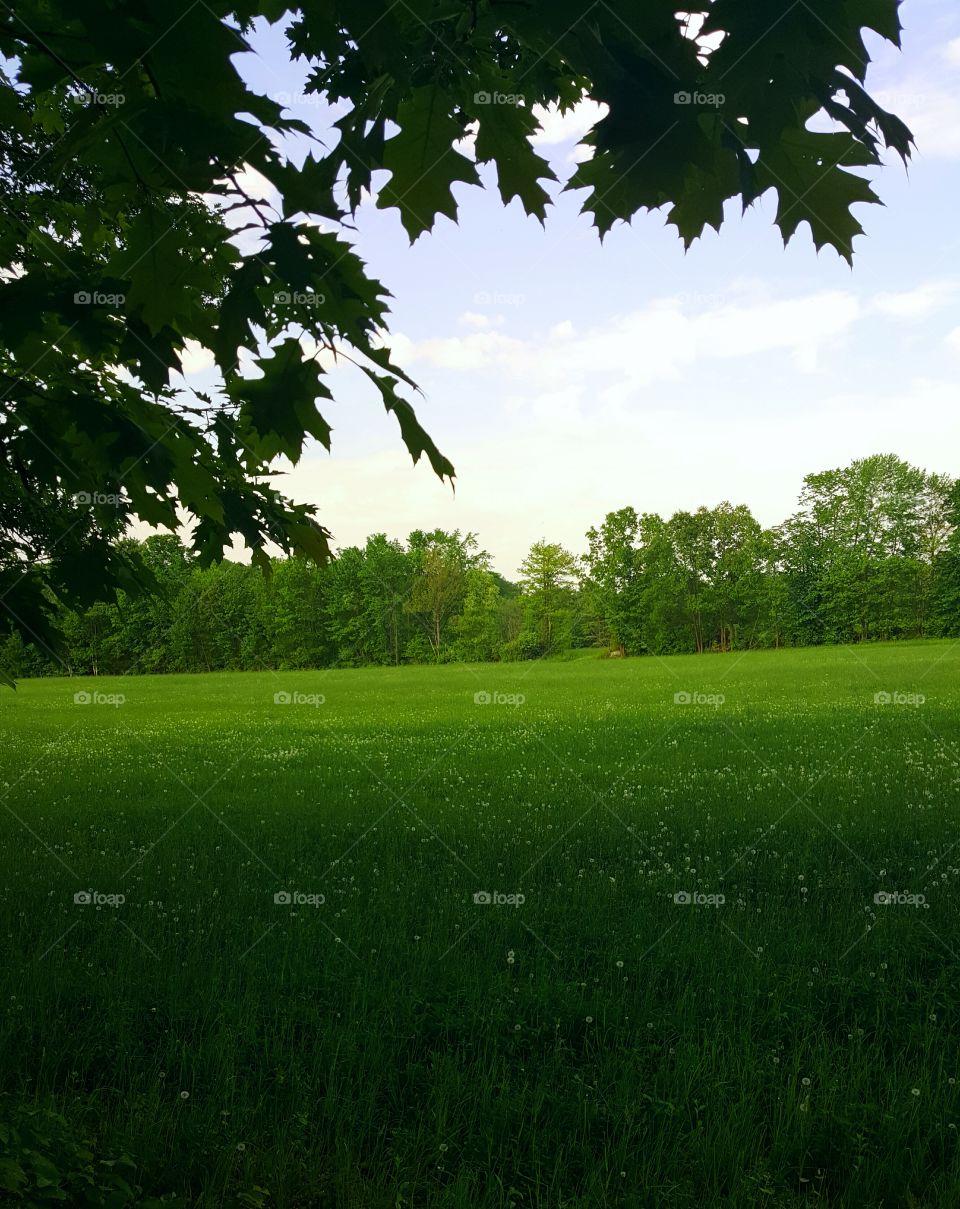 Lush green fields