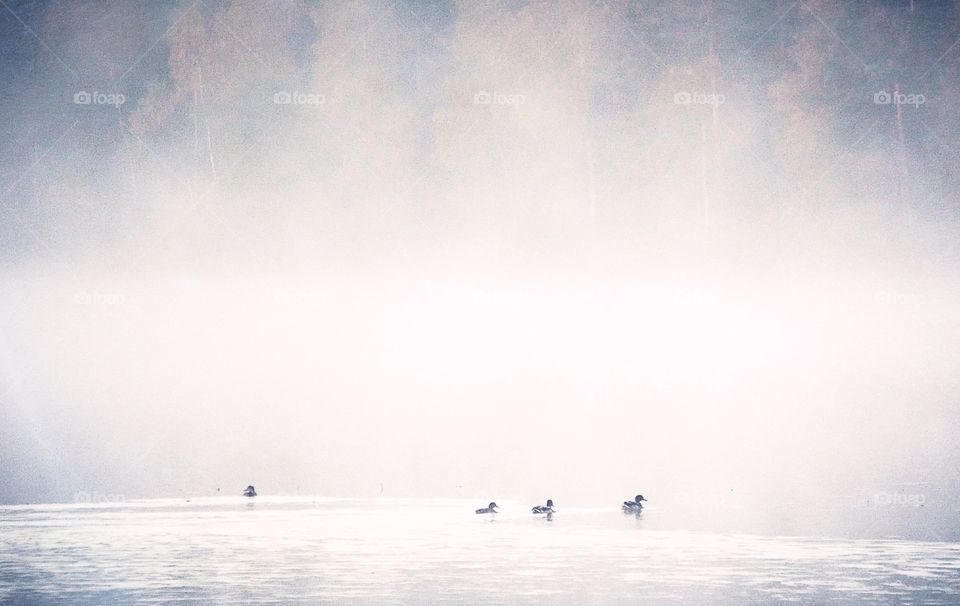 Foggy lake