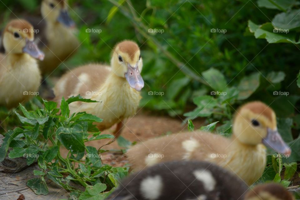 Close-up of a duckling