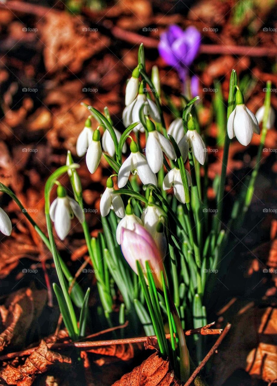 Image of sunlit snowdrops on a bed of reddish brown dried leaves with one crocus in the foreground and one in the background