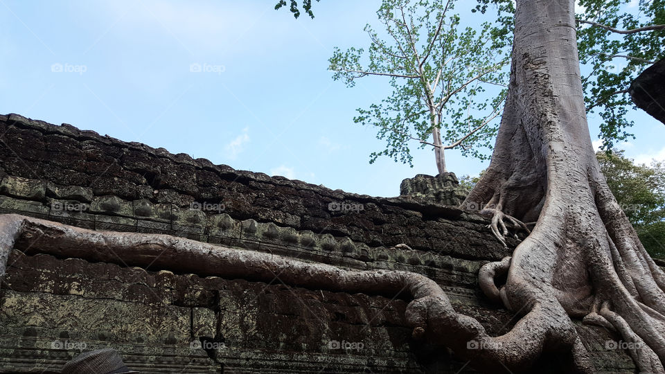 ta prohm, angkor wat, siem reap, cambodia
