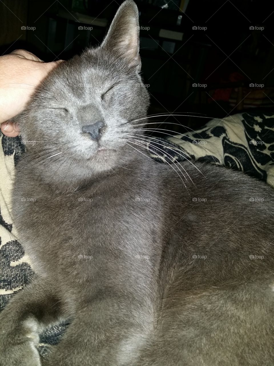 Russian Blue