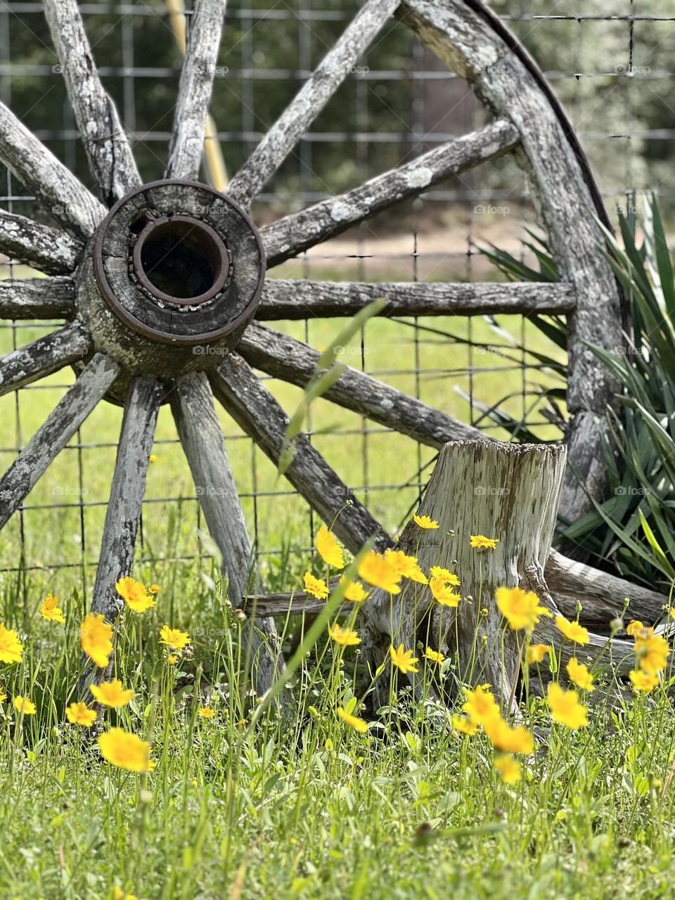 Colors of spring. Yellow wild flowers, sulfur cosmos, growing against a wagon wheel 🌼