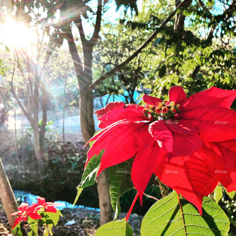 🌹 🇺🇸 Very beautiful flowers to brighten our day.  Live nature and its beauty. Did you like the delicate petals? / 🇧🇷 Flores muito bonitas para alegrar nosso dia. Viva a natureza e sua beleza. Gostaram das pétalas delicadas?