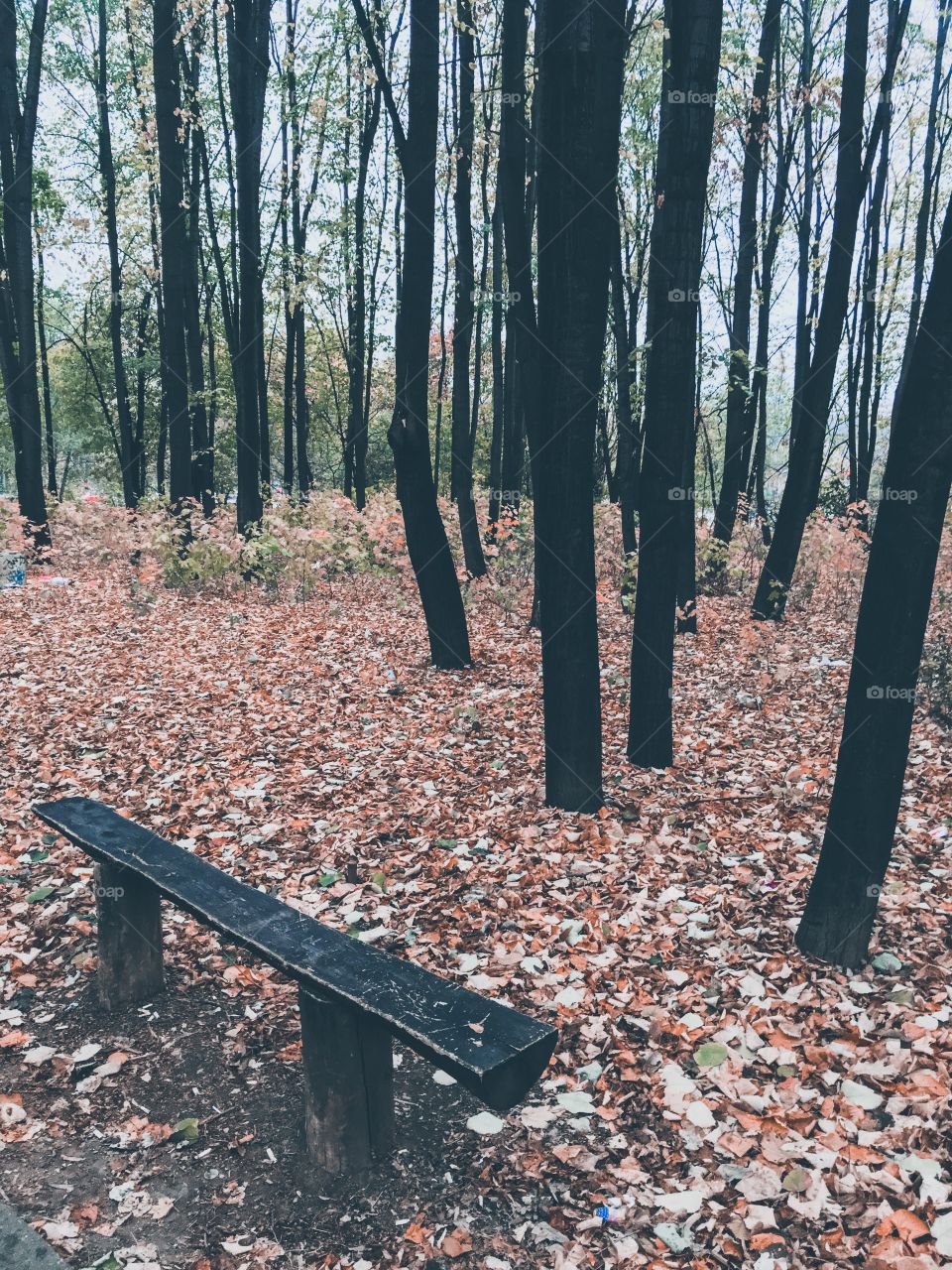 Thick forest in the autumn with a lone empty bench, tall dark trees and green and yellow leaves 