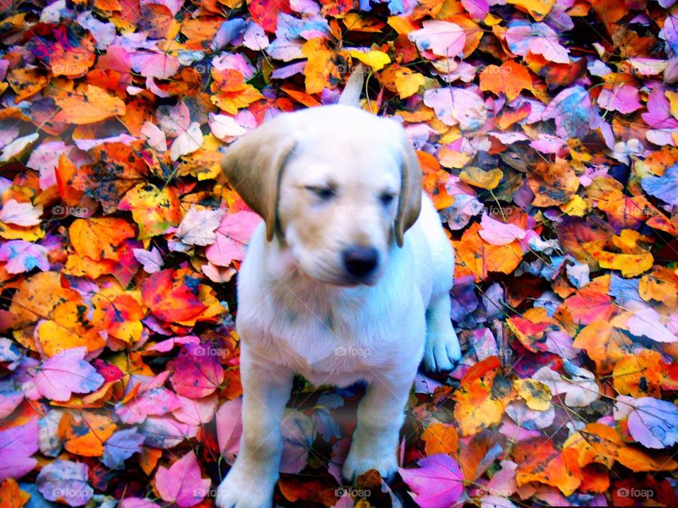 Lab in Leaves