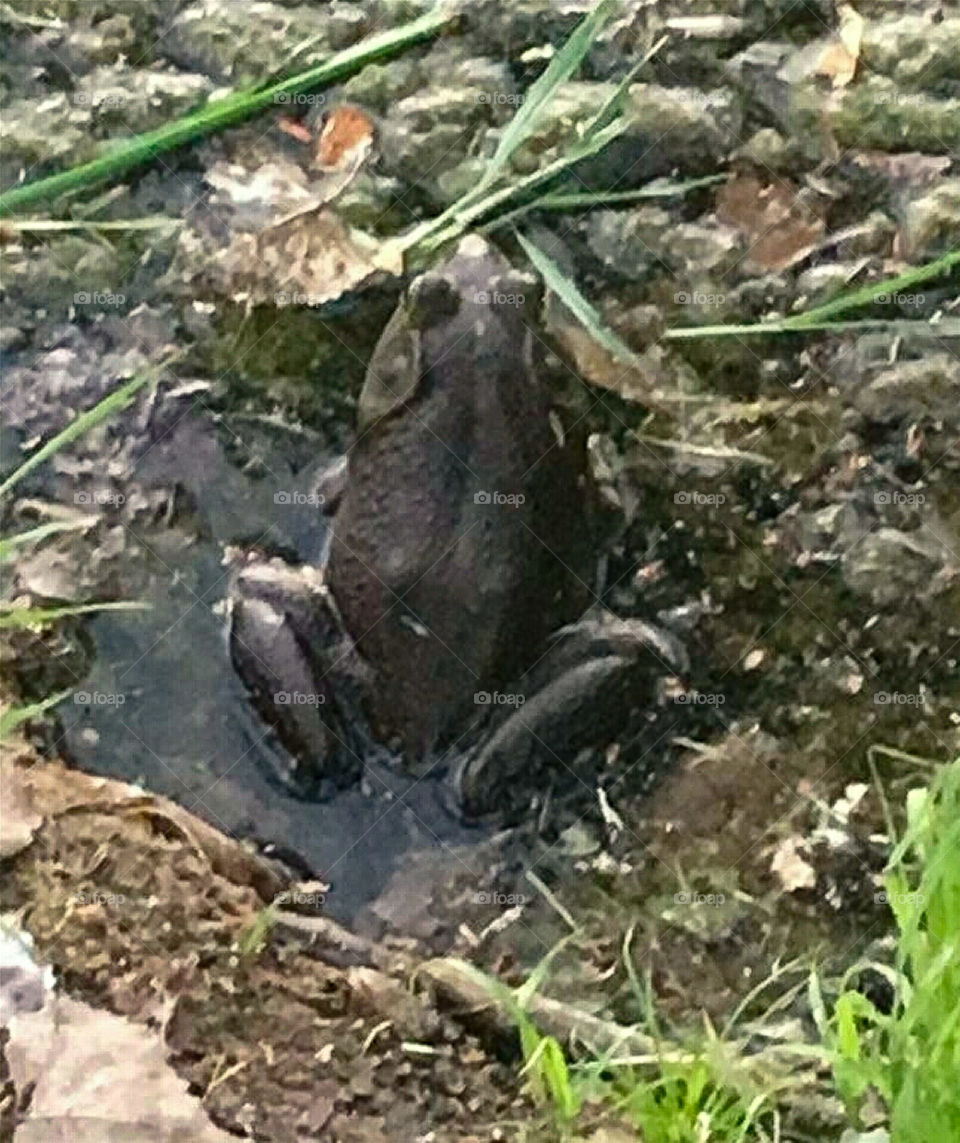 Big Frog